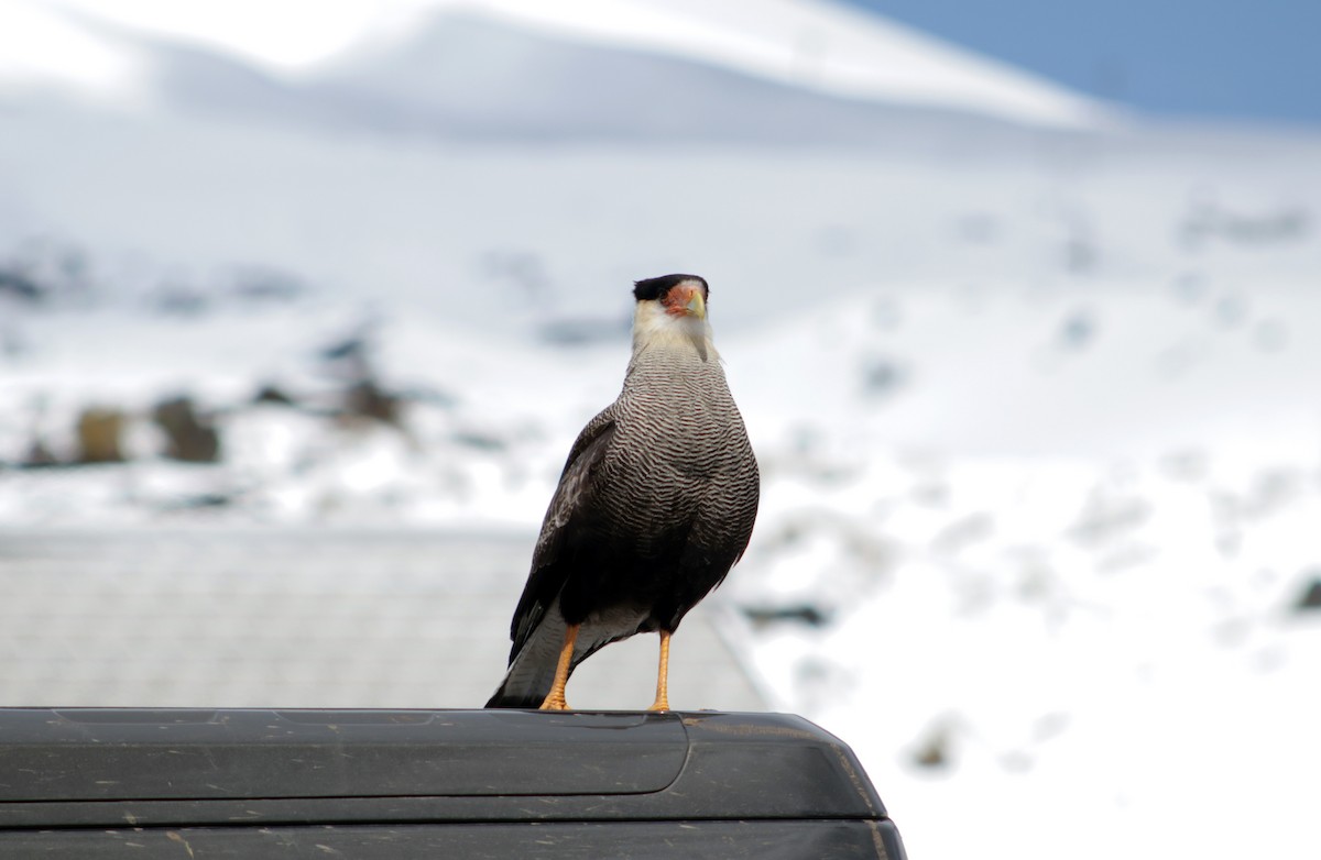 Crested Caracara - ML609095101