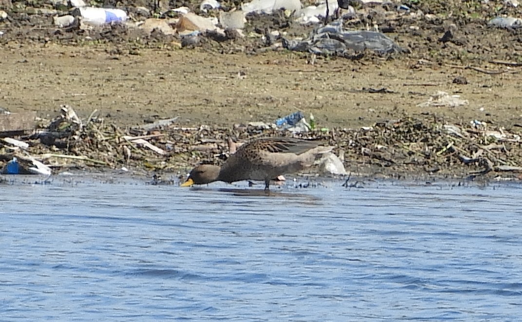 Yellow-billed Teal - ML609095153