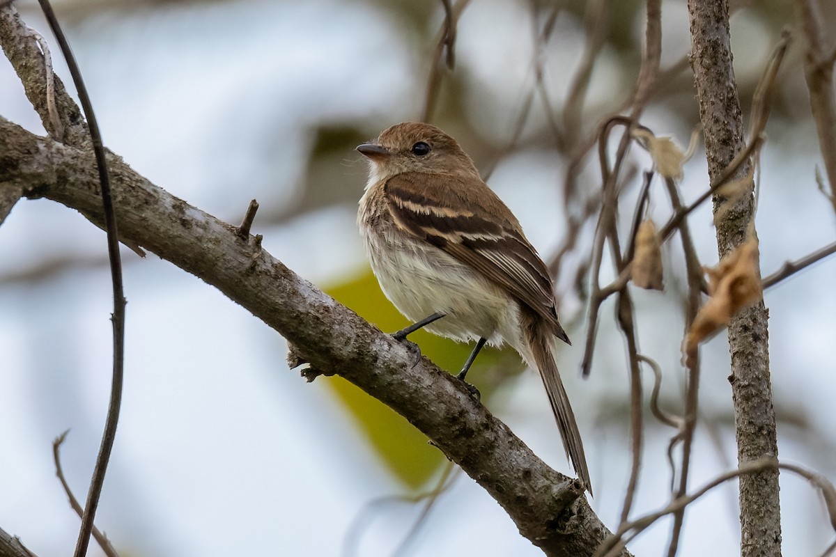 Bran-colored Flycatcher - ML609095168