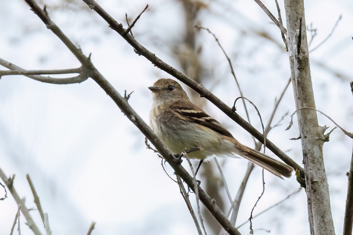 Bran-colored Flycatcher - ML609095169