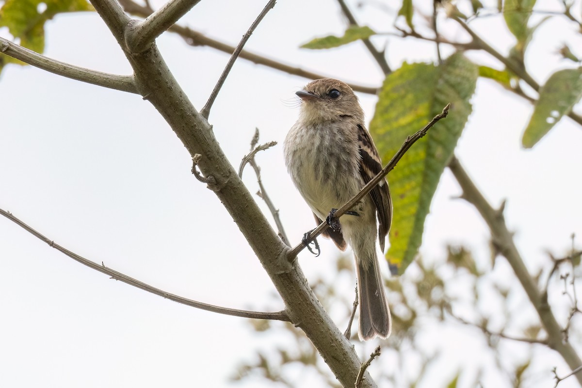 Bran-colored Flycatcher - ML609095170