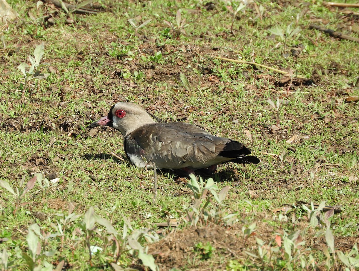 Southern Lapwing - ML609095172