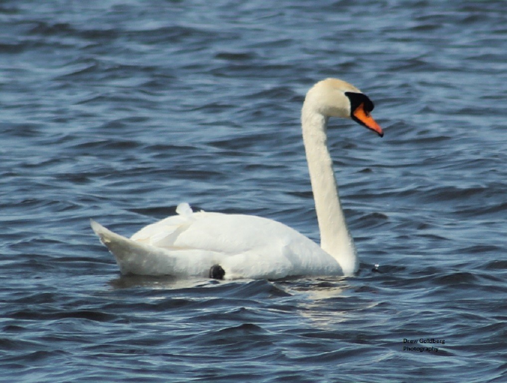 Mute Swan - ML609095299