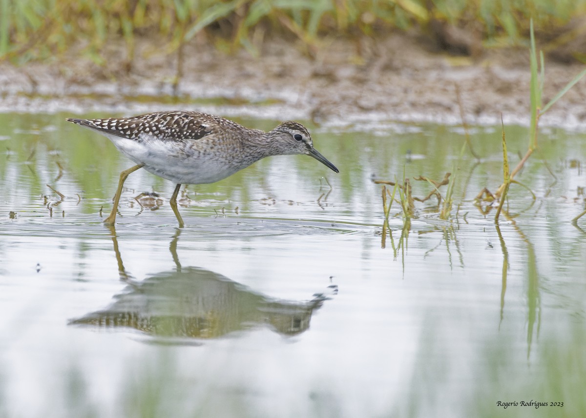 Wood Sandpiper - ML609095429