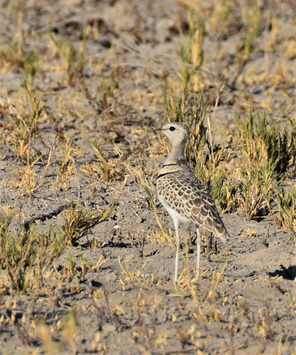 Double-banded Courser - ML609095599