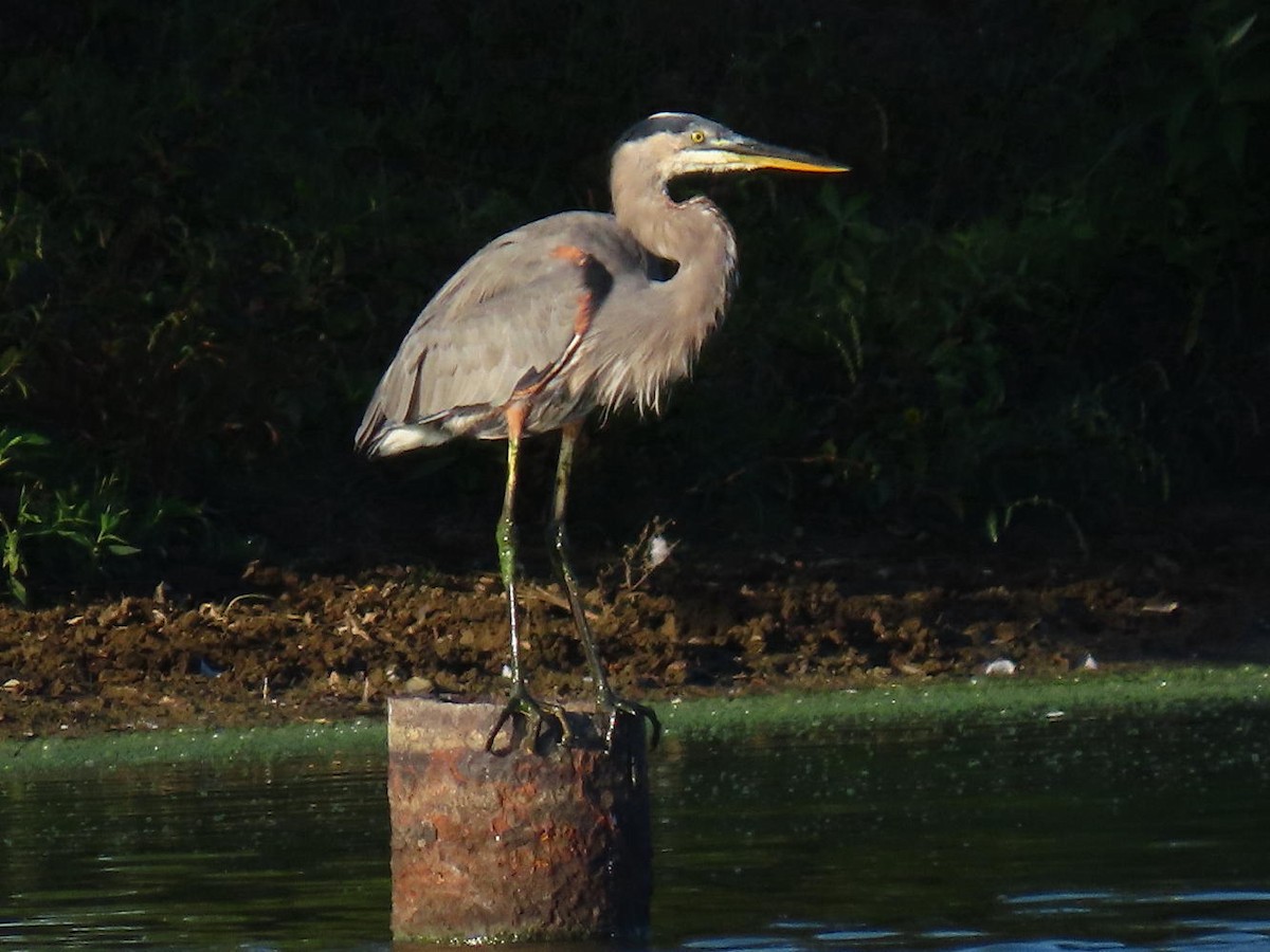 Great Blue Heron - David Cooney Jr