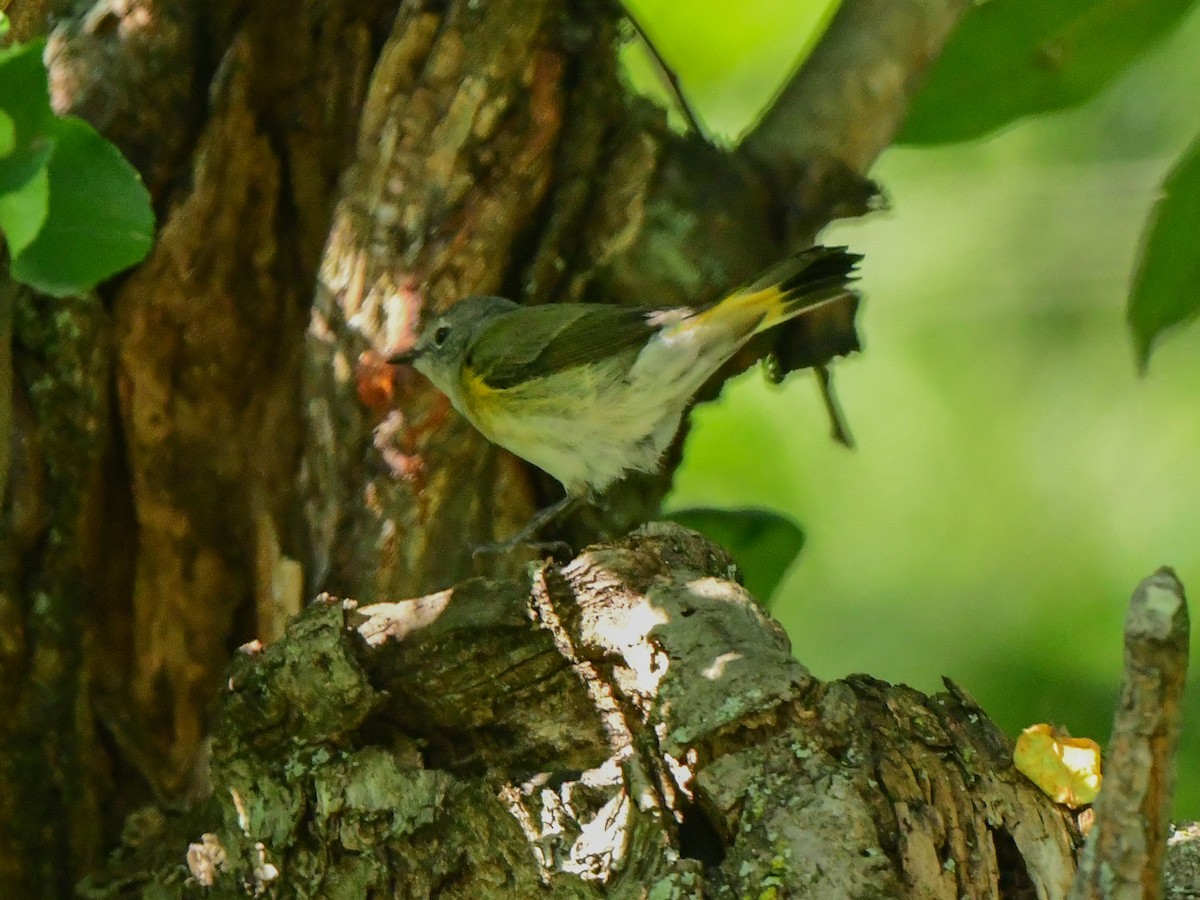 Rotschwanz-Waldsänger - ML609095761