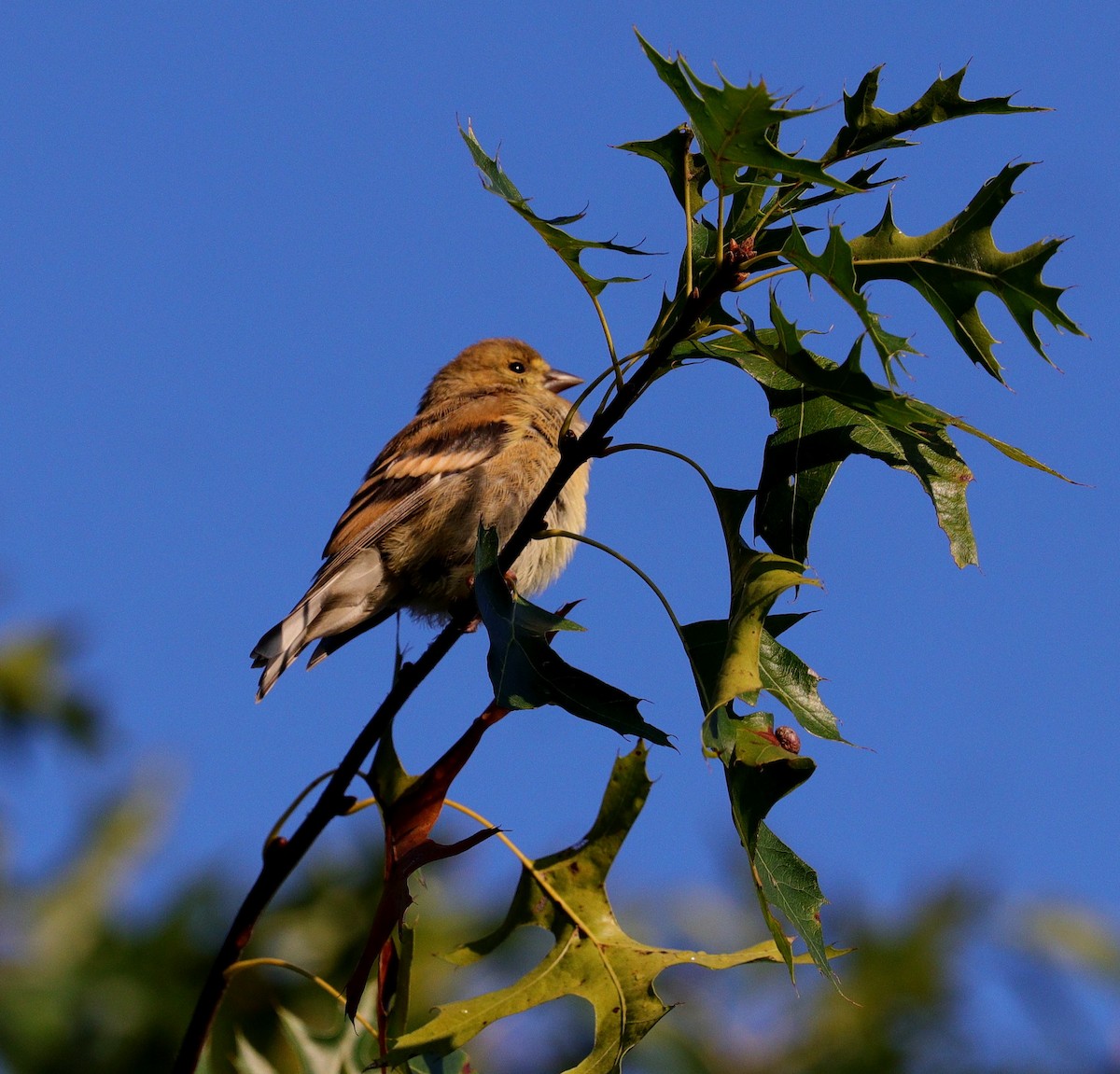 American Goldfinch - ML609095899