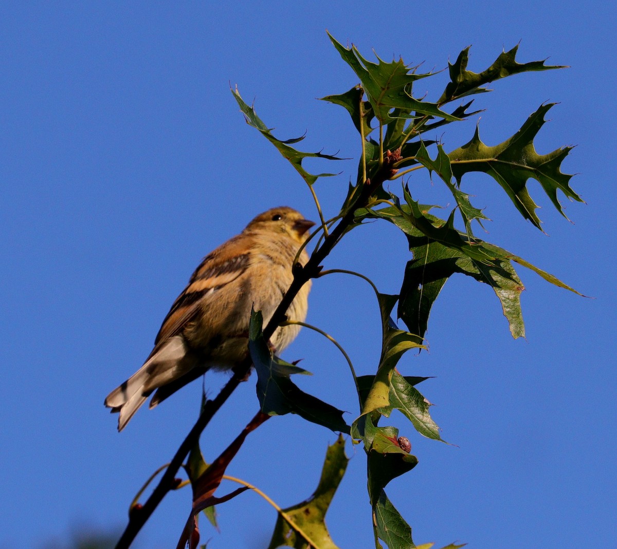 American Goldfinch - ML609095902
