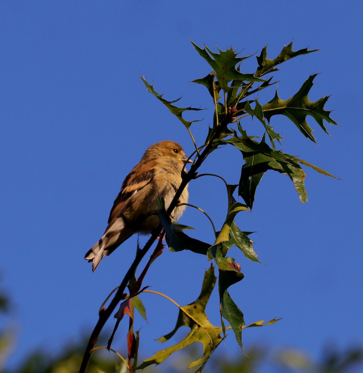 American Goldfinch - ML609095904