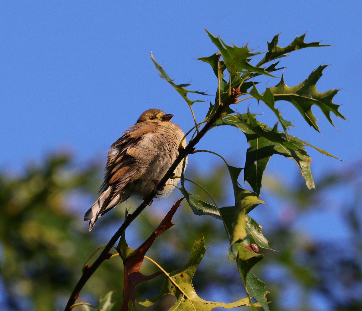 American Goldfinch - ML609095905