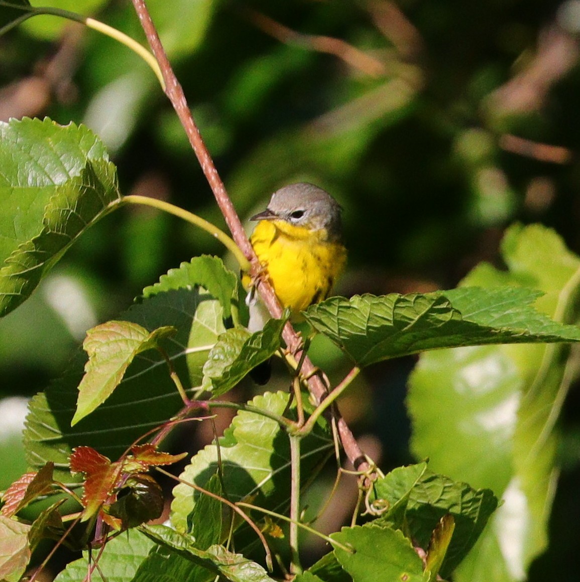 Magnolia Warbler - ML609095947