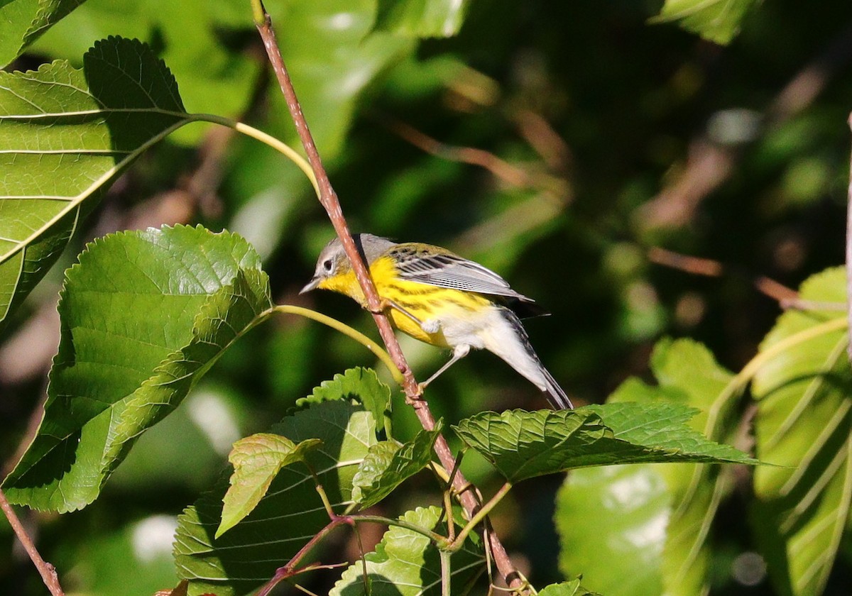 Magnolia Warbler - ML609095963