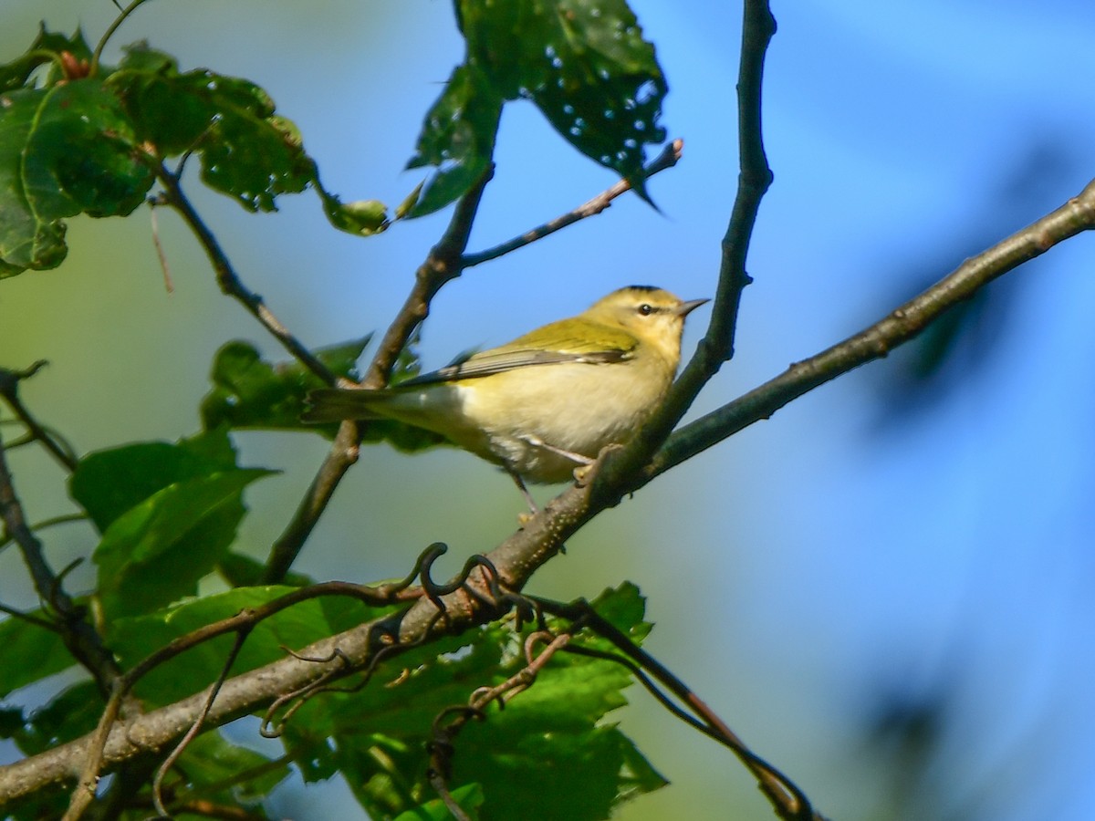 Tennessee Warbler - ML609095999