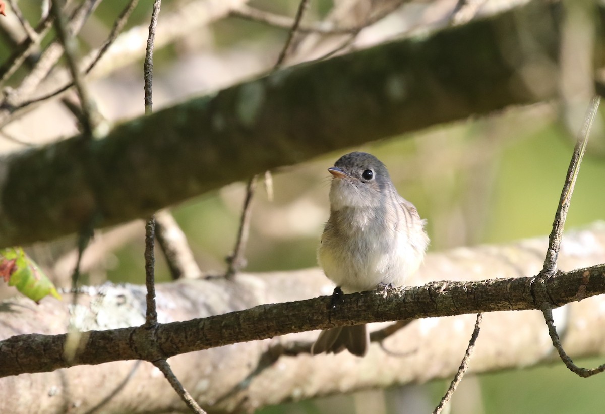 Least Flycatcher - ML609096049