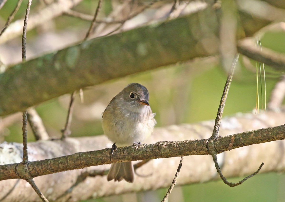 Least Flycatcher - ML609096050