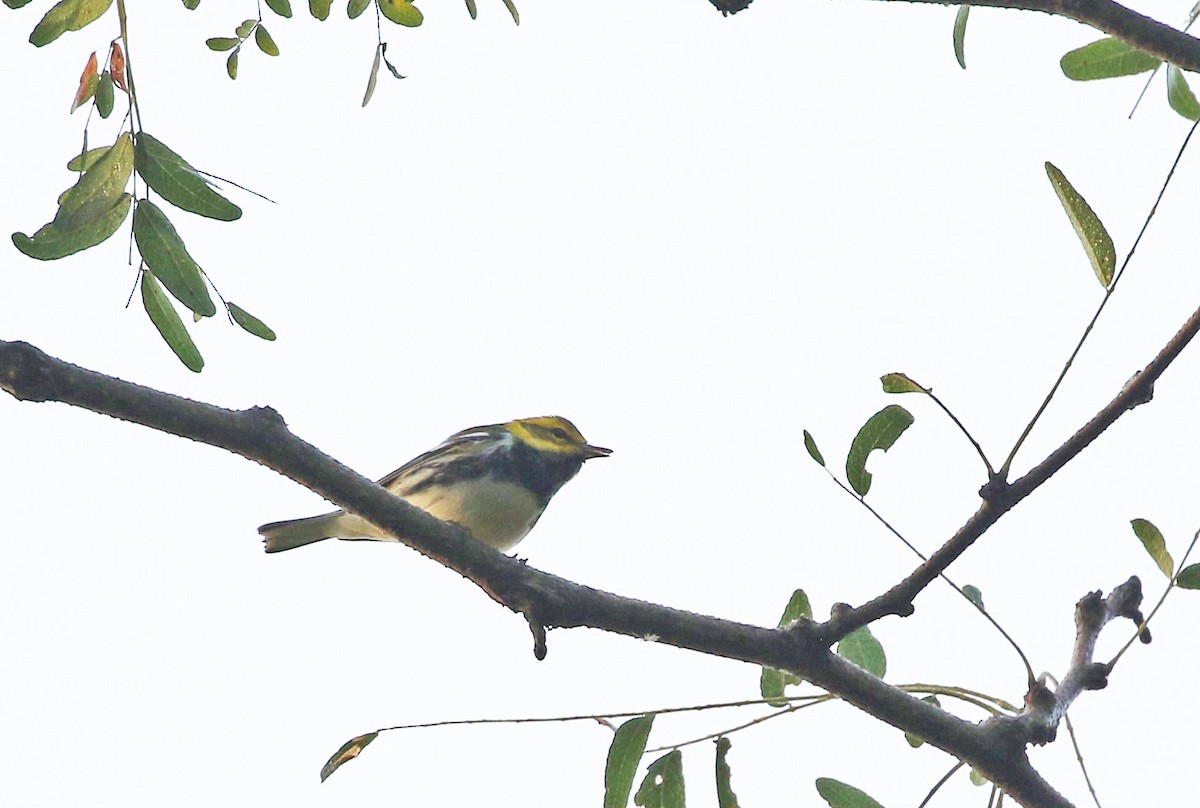 Black-throated Green Warbler - ML609096069