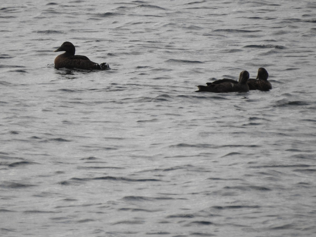 Common Eider - ML609096087