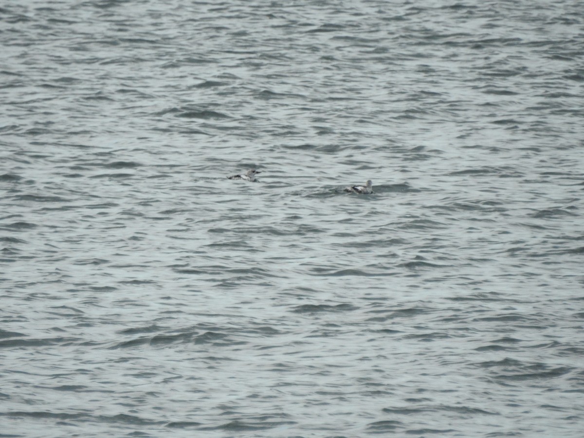 Black Guillemot - ML609096118