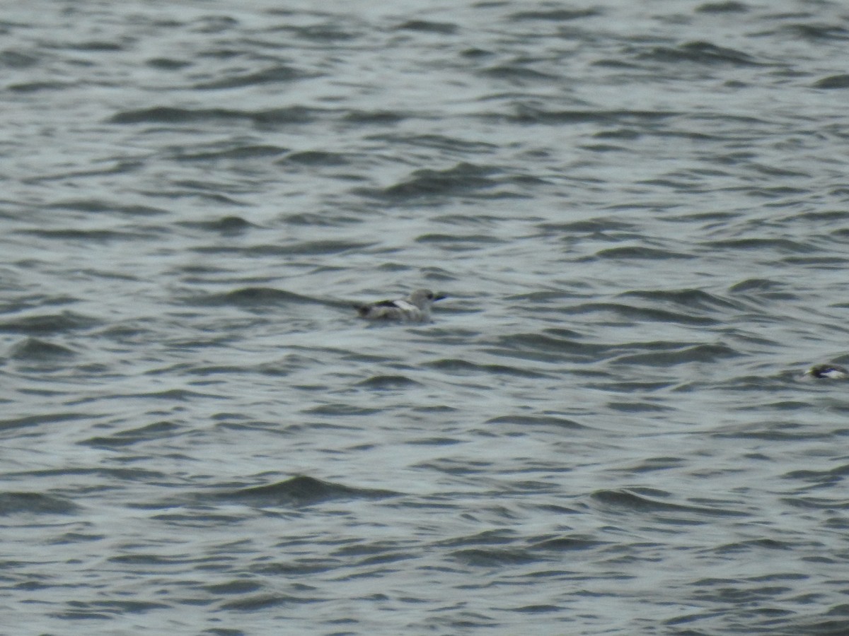 Black Guillemot - Stan Wakefield