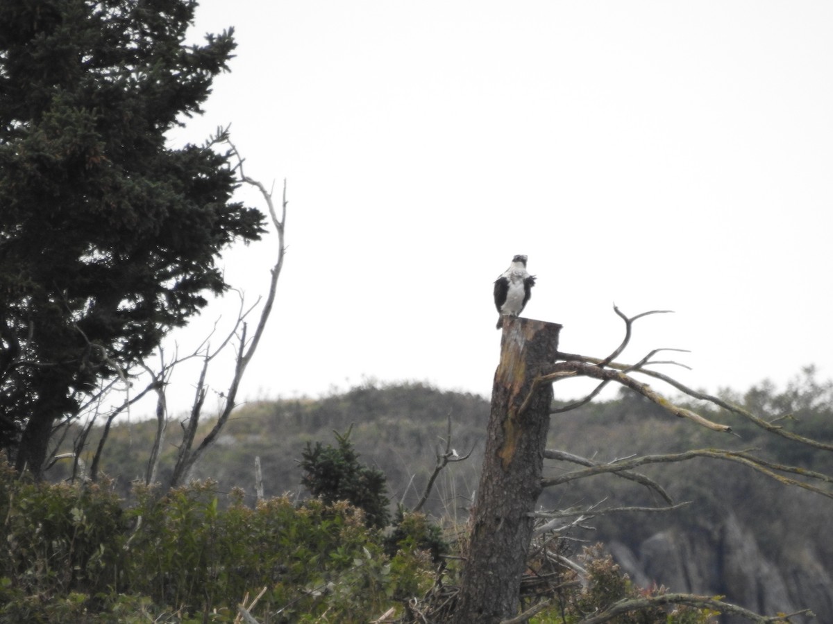 Osprey - ML609096156