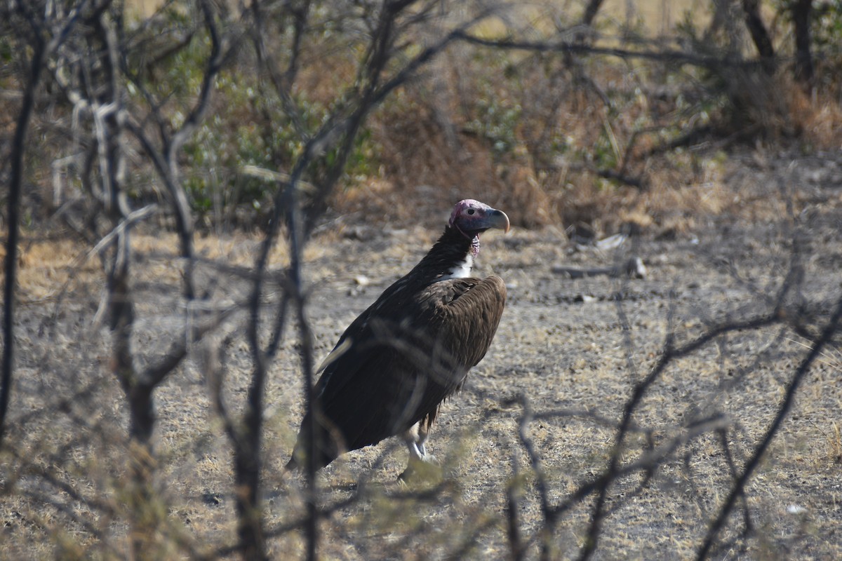 Lappet-faced Vulture - C K