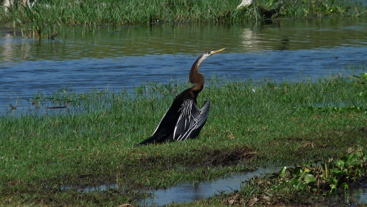 Orient-Schlangenhalsvogel - ML609096259