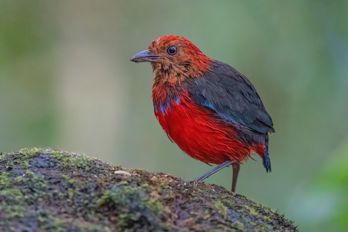 Blue-banded Pitta - ML609096263