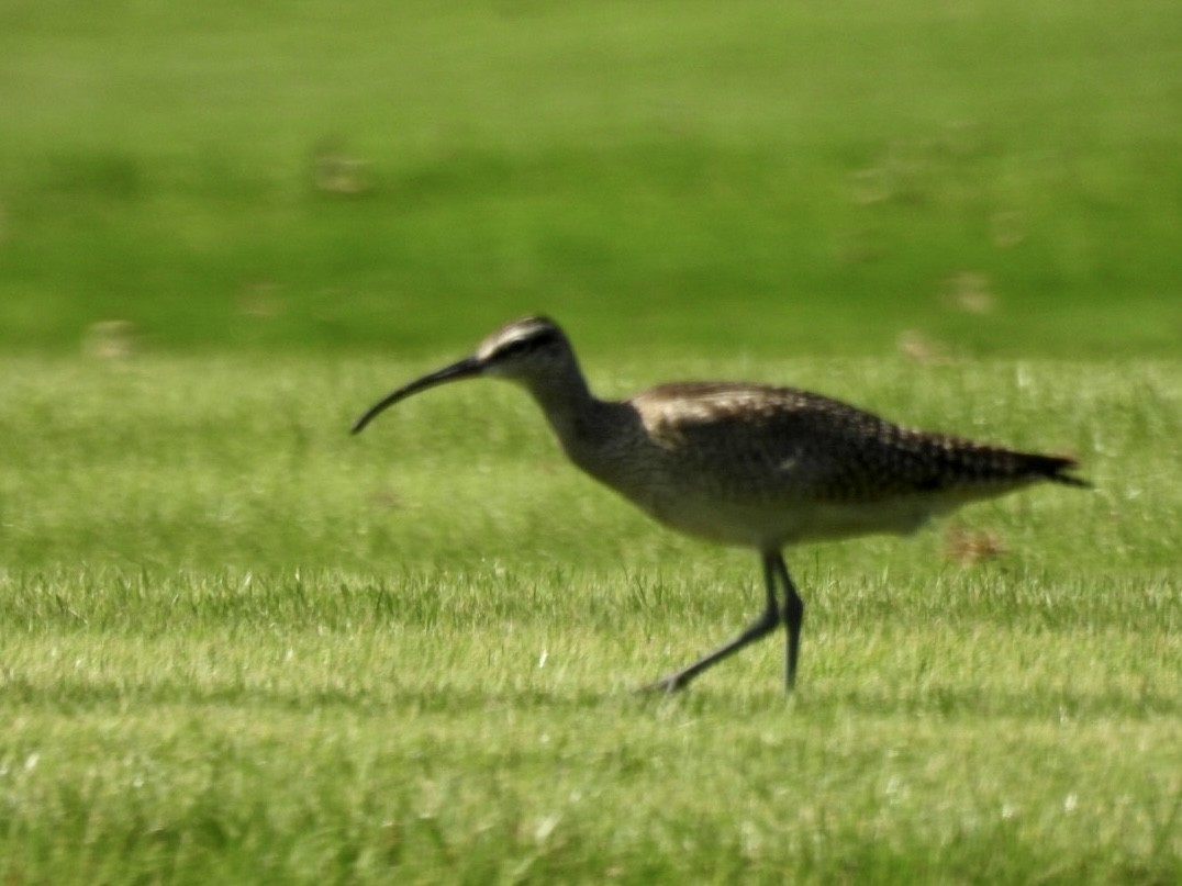 Whimbrel - ML609096312