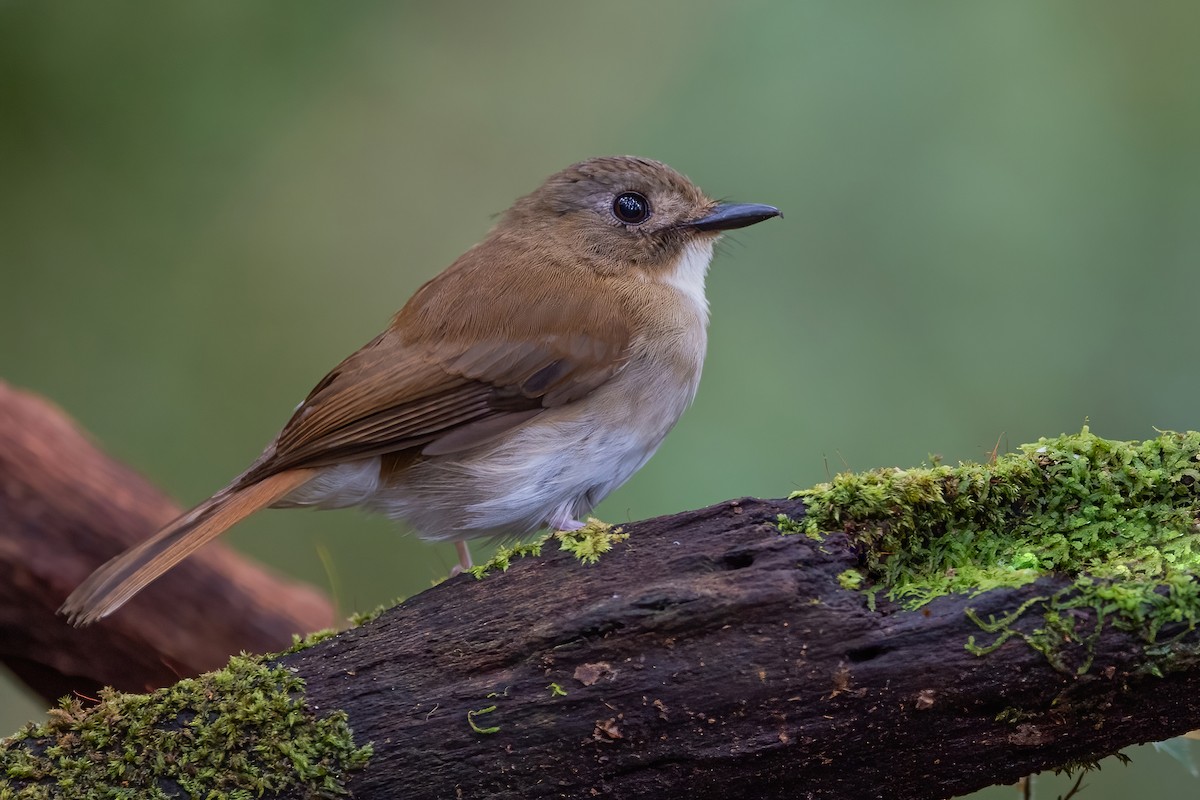 Gray-chested Jungle Flycatcher - ML609096364