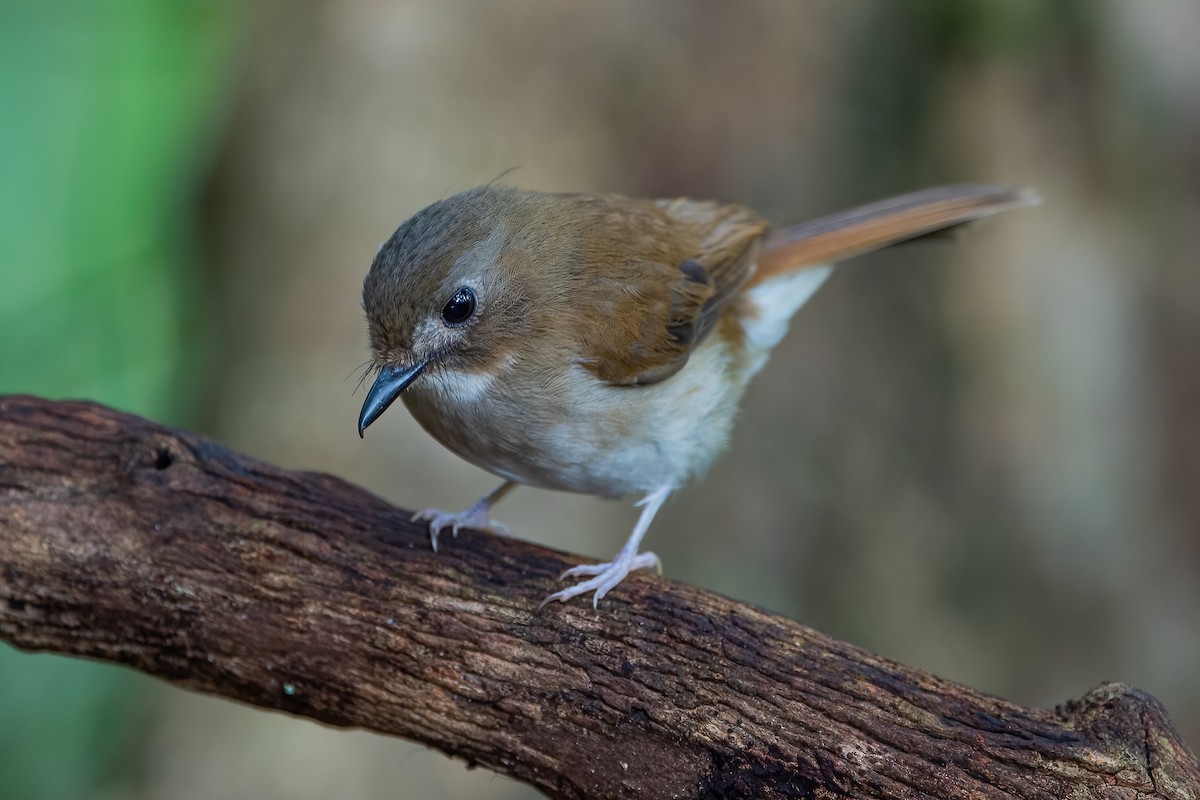 Gray-chested Jungle Flycatcher - ML609096366
