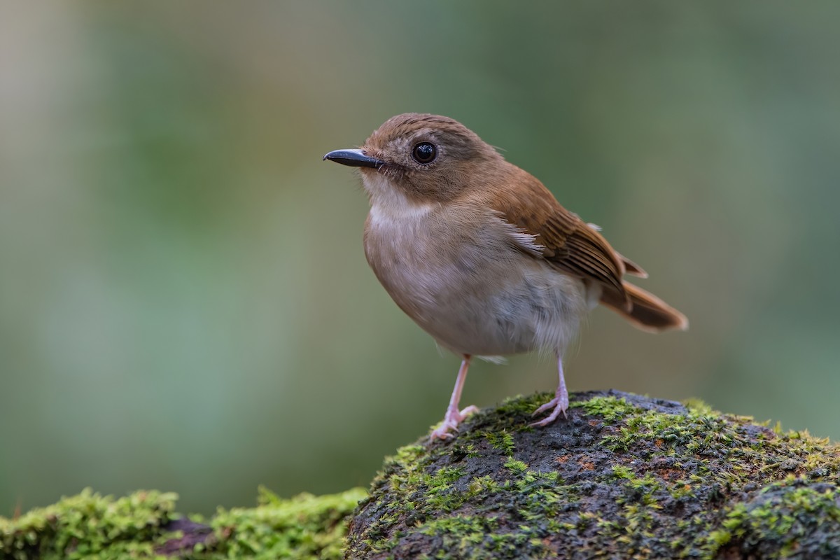 Gray-chested Jungle Flycatcher - ML609096373