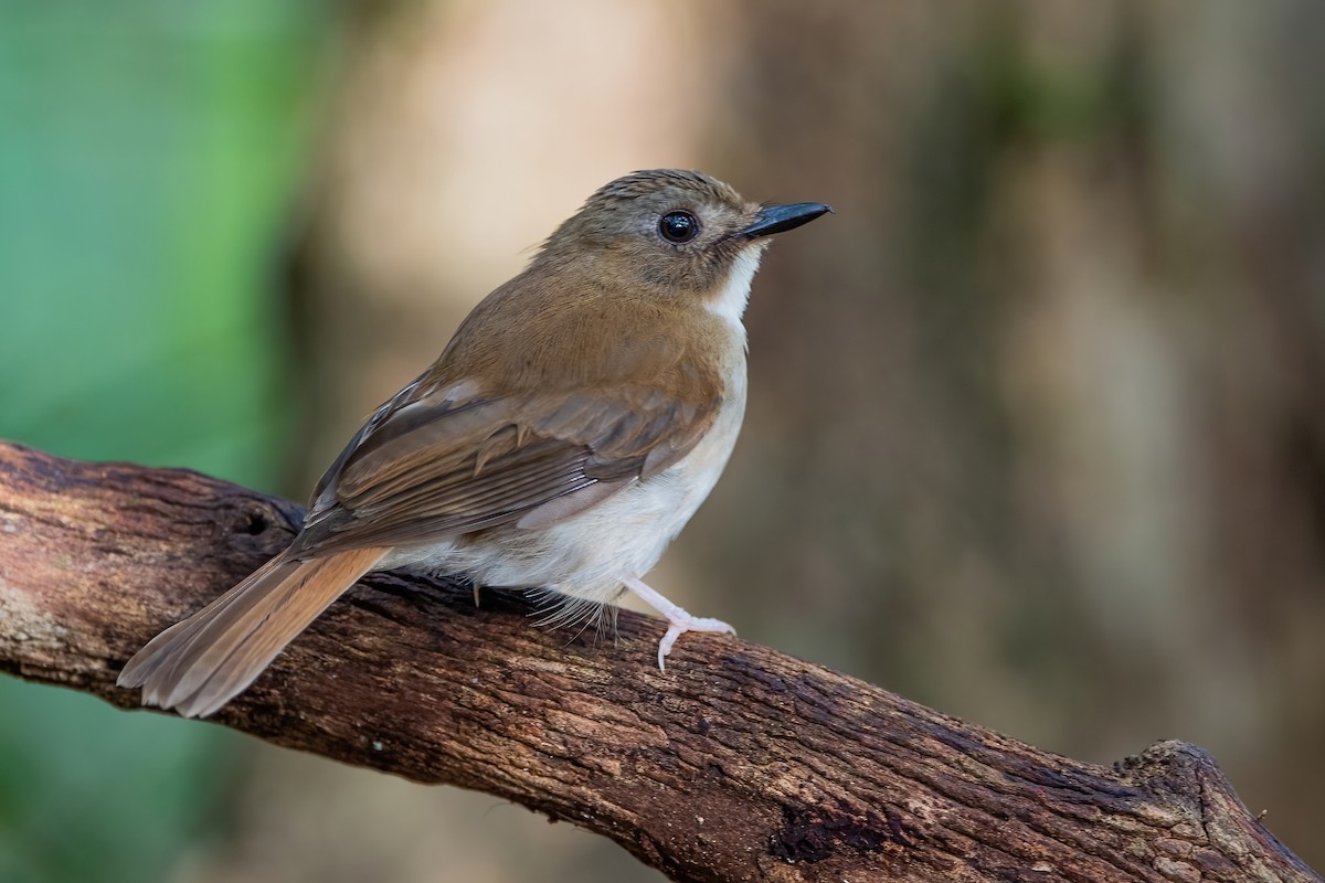 Gray-chested Jungle Flycatcher - ML609096376