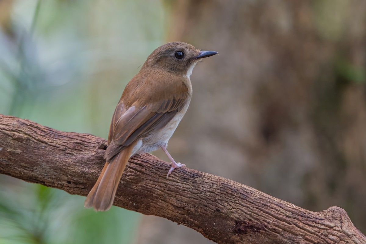 Gray-chested Jungle Flycatcher - ML609096377
