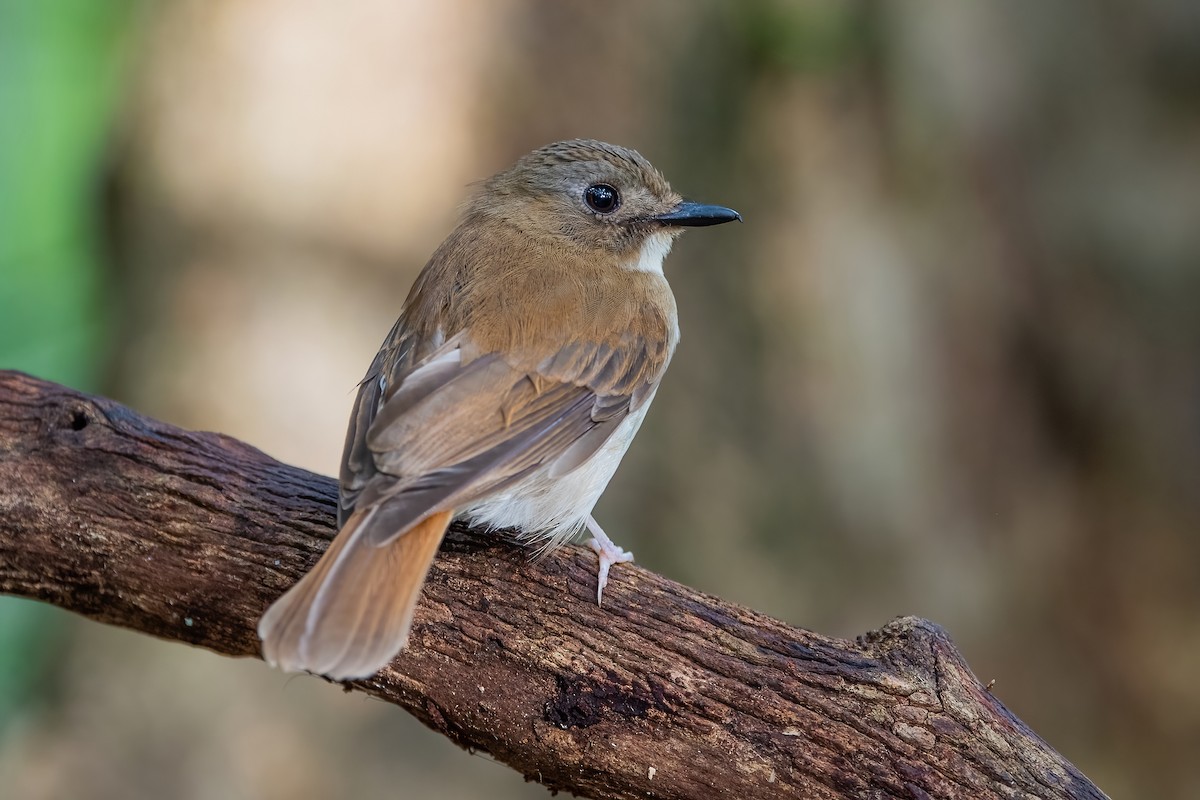 Gray-chested Jungle Flycatcher - Ngoc Sam Thuong Dang