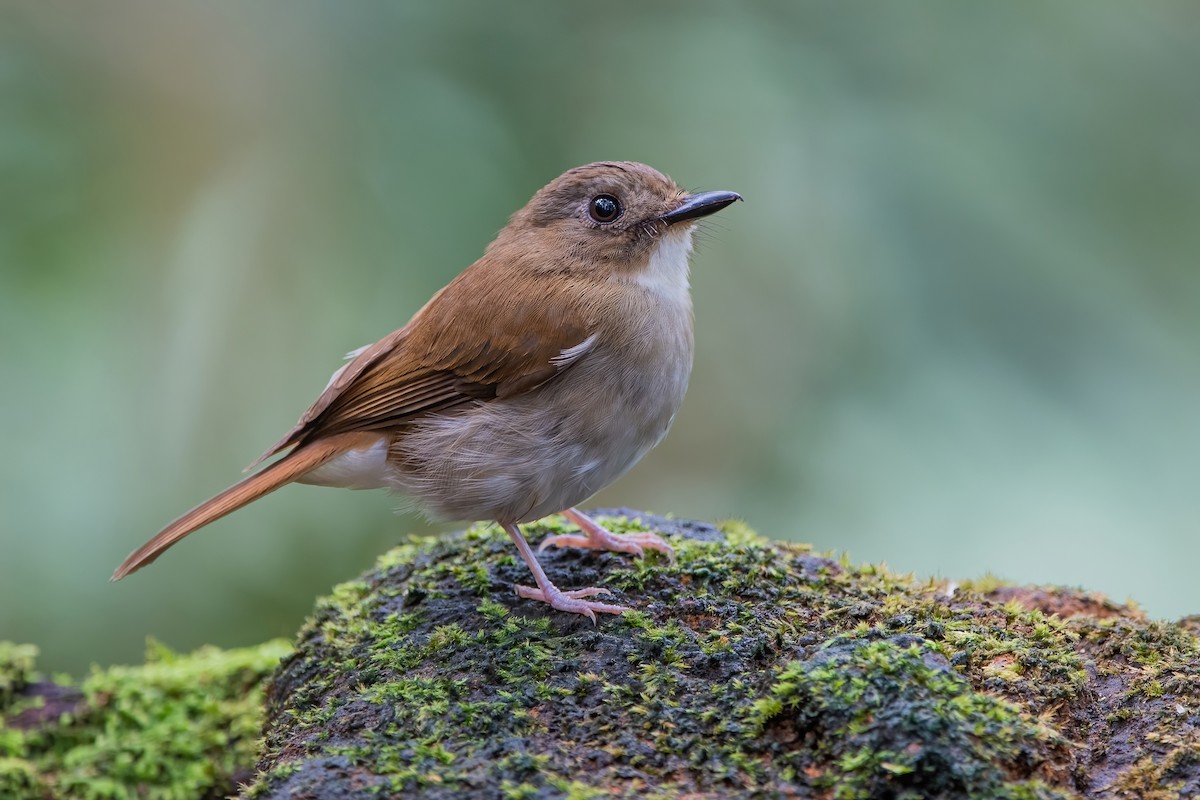 Gray-chested Jungle Flycatcher - ML609096379