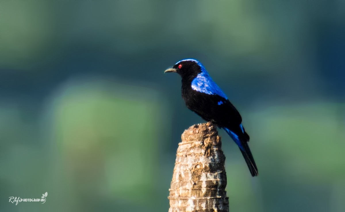 Asian Fairy-bluebird - ML609096613