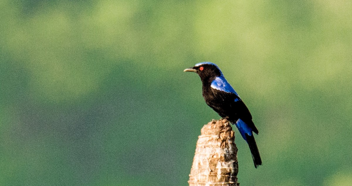 Asian Fairy-bluebird - ML609096621