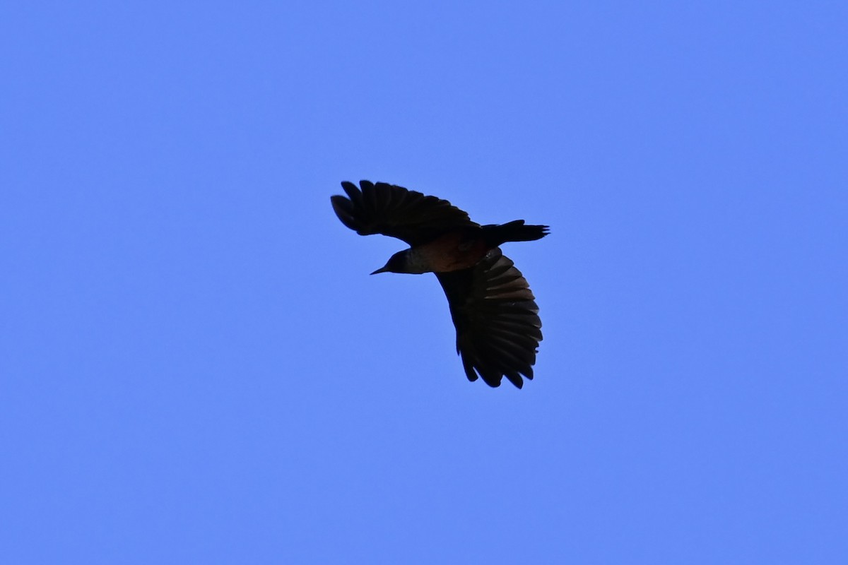 Lewis's Woodpecker - ML609096749