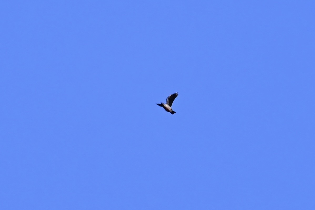 Lewis's Woodpecker - ML609096750
