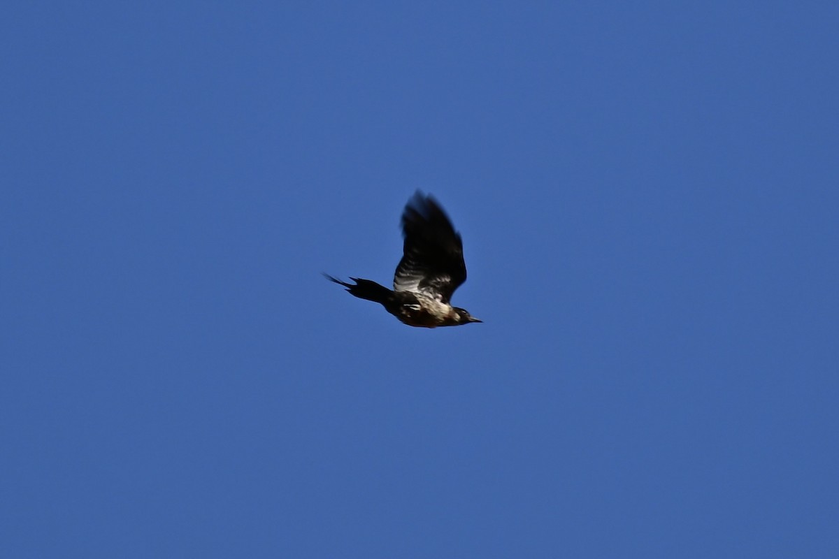 Lewis's Woodpecker - ML609096751