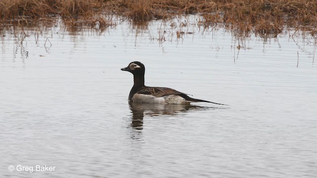 Long-tailed Duck - ML609096754