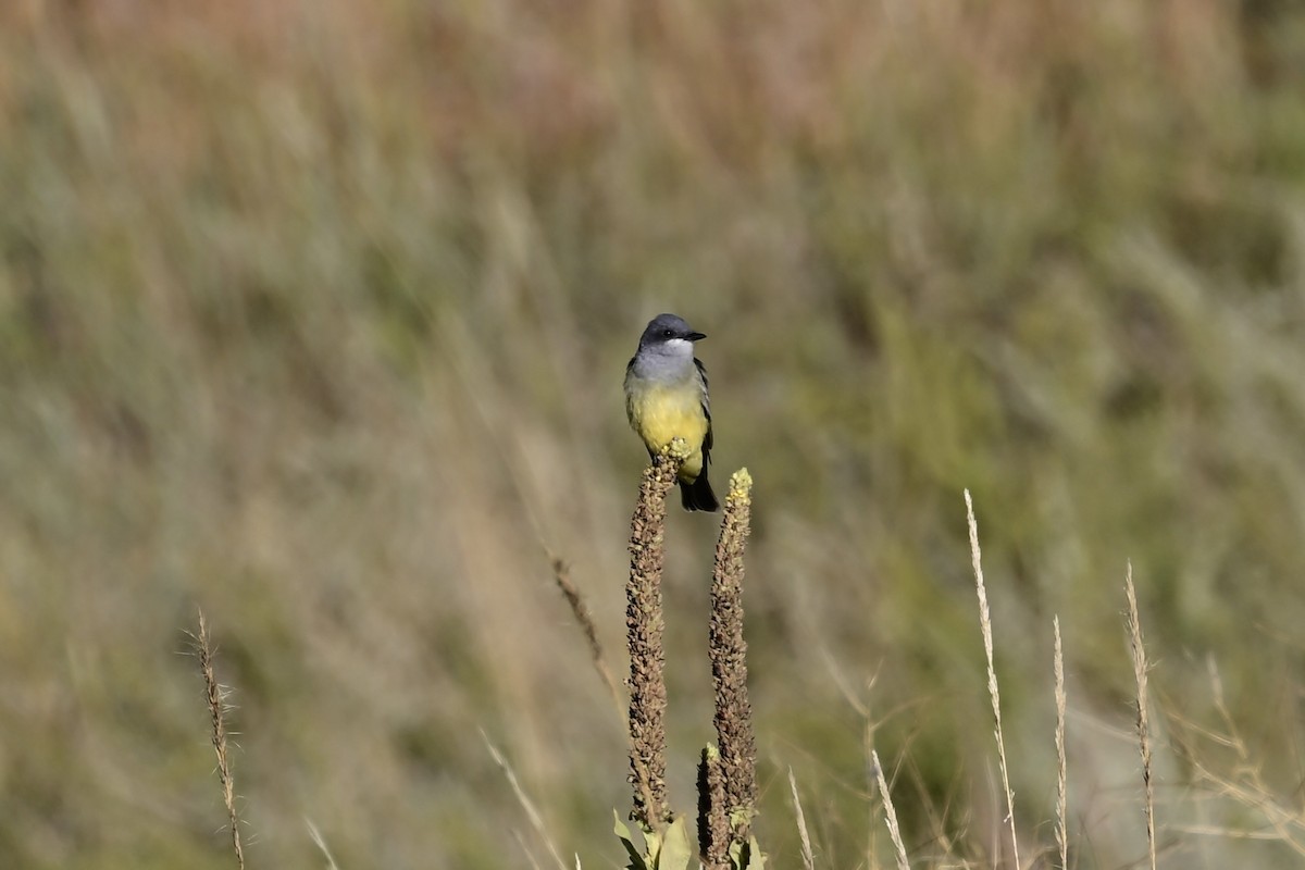 Cassin's Kingbird - ML609096762