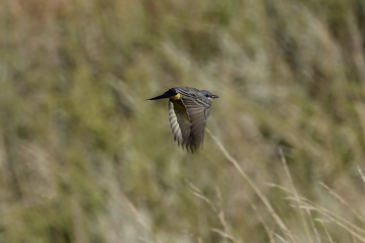 Cassin's Kingbird - ML609096763