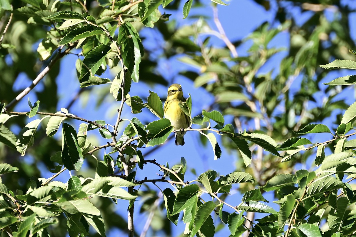Townsend's Warbler - ML609096790