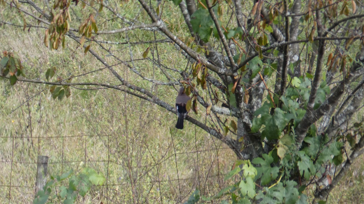 Eurasian Jay - ML609096844