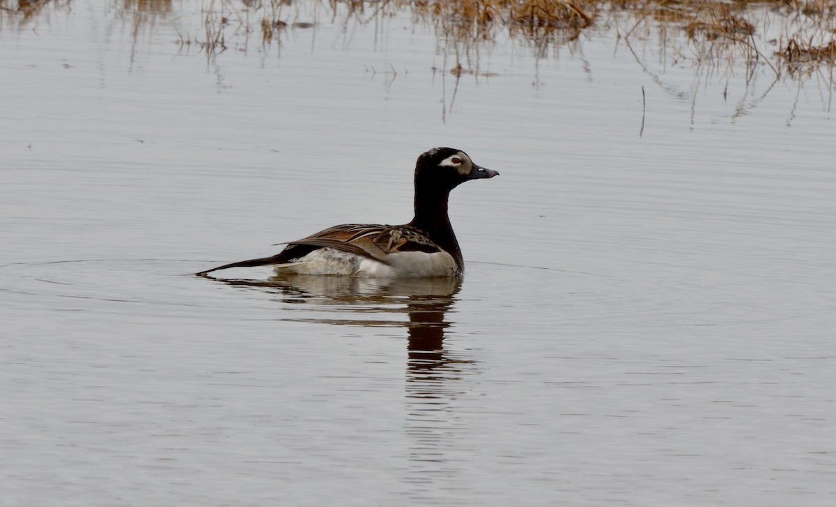 Long-tailed Duck - ML609096878