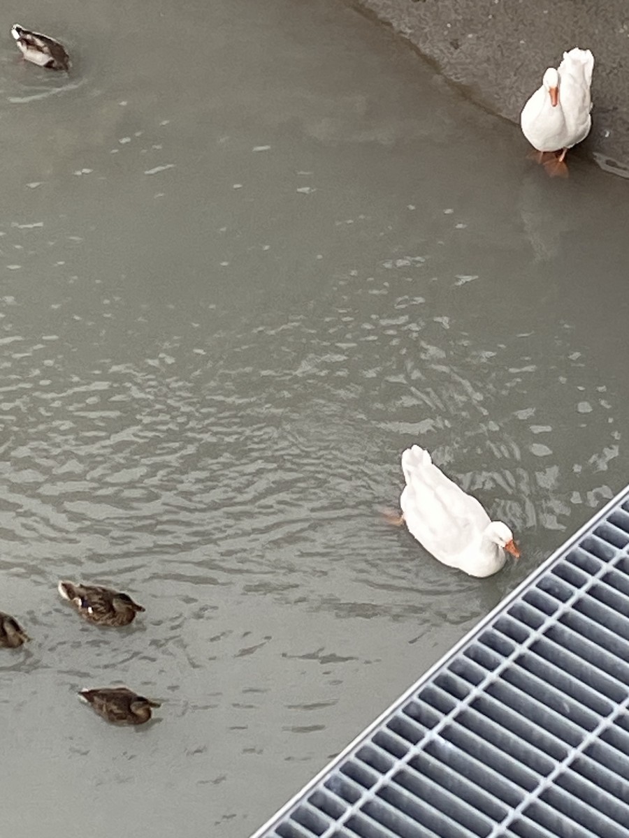 husa velká (domestikovaná) - ML609096914