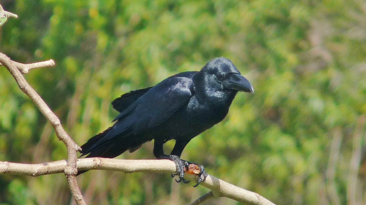 Large-billed Crow (Indian Jungle) - ML609097046