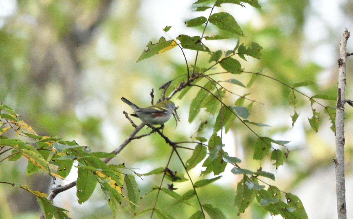 Chestnut-sided Warbler - ML609097164